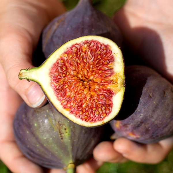 [Bokumjari] Fig Jam (350g)